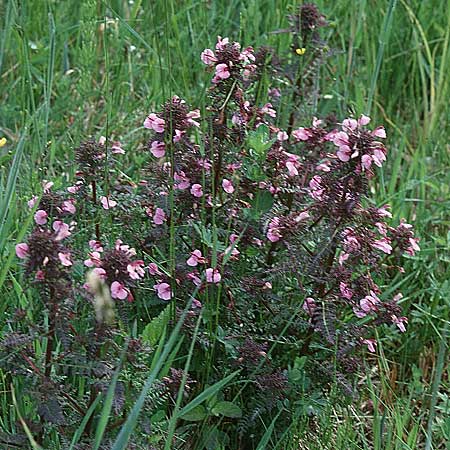 Pedicularis palustris \ Sumpf-Läusekraut / Marsh Lousewort, D Usedom, Kölpinsee 5.6.1999