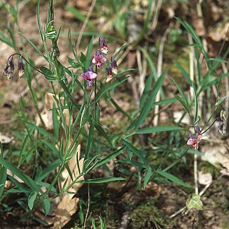 Lathyrus sylvestris \ Wald-Platterbse / Narrow-Leaved Flat Pea, D Donnersberg 30.4.2006