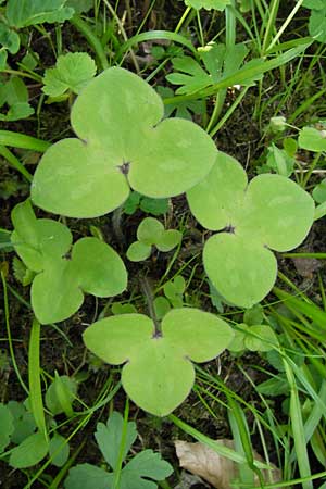 Hepatica nobilis \ Leberblmchen / Liverleaf, D Thüringen Weimar, Historischer Friedhof 6.5.2013