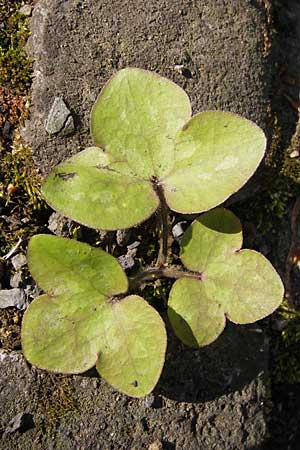 Hepatica nobilis \ Leberblmchen / Liverleaf, D Thüringen Weimar, Historischer Friedhof 6.5.2013