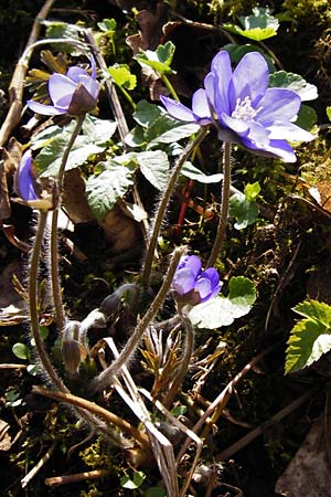 Hepatica nobilis \ Leberblmchen / Liverleaf, D Nüdlingen 27.3.2014