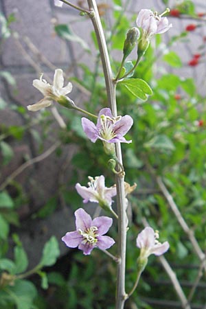 Lycium chinense \ Chinesischer Bocksdorn, D Mannheim 31.7.2009