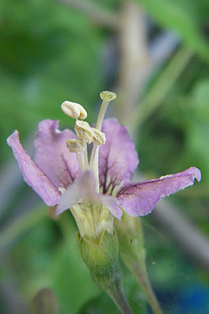 Lycium chinense \ Chinesischer Bocksdorn / China Tea-Plant, D Mannheim 31.7.2009