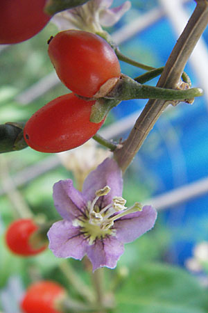 Lycium chinense / China Tea-Plant, D Mannheim 31.7.2009