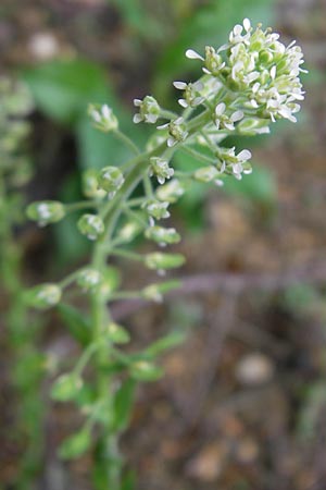 Lepidium campestre \ Feld-Kresse / Field Pepperwort, D Neuburg an der Donau 6.5.2012