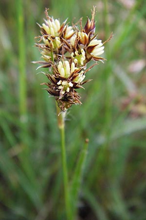 Luzula campestris \ Feld-Hainsimse, Hasenbrot / Field Wood-Rush, D Pfalz, Speyer 3.5.2013