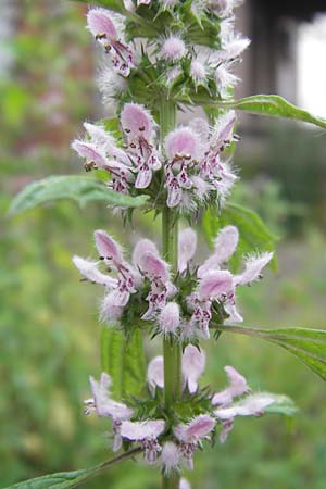 Leonurus cardiaca subsp. cardiaca \ Echtes Herzgespann, Gewhnlicher Lwenschwanz / Motherwort, D Mannheim 20.6.2013