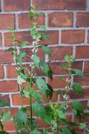 Leonurus cardiaca subsp. cardiaca \ Echtes Herzgespann, Gewhnlicher Lwenschwanz / Motherwort, D Mannheim 20.6.2013