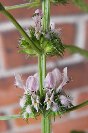 Leonurus cardiaca subsp. cardiaca \ Echtes Herzgespann, Gewhnlicher Lwenschwanz / Motherwort, D Mannheim 20.6.2013