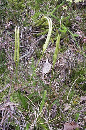 Lycopodium clavatum \ Keulen-Brlapp / Stag's-Horn Clubmoss, Common Clubmoss, D Wetter 7.9.2013