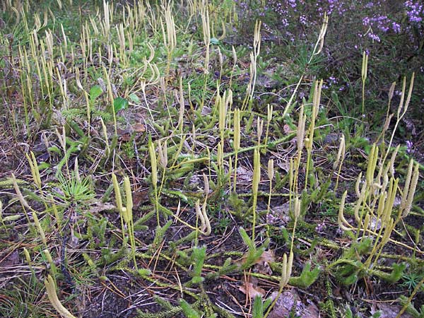 Lycopodium clavatum \ Keulen-Brlapp / Stag's-Horn Clubmoss, Common Clubmoss, D Wetter 7.9.2013