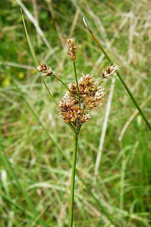 Luzula congesta \ Gedrngte Hainsimse, Kopfige Hainsimse / Spike Wood-Rush, D Odenwald, Erbach 30.5.2014