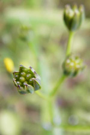 Lapsana communis subsp. communis \ Gemeiner Rainkohl / Nipplewort, D Gladenbach 5.7.2014