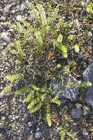 Lepidium densiflorum \ Dichtbltige Kresse / Common Pepperweed, D Heidelberg 26.5.2011