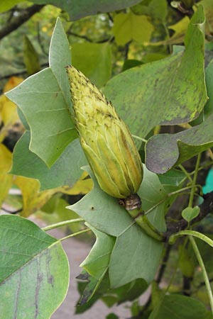 Liriodendron tulipifera \ Tulpenbaum / American Tulip Tree, D Baden-Baden 4.10.2013