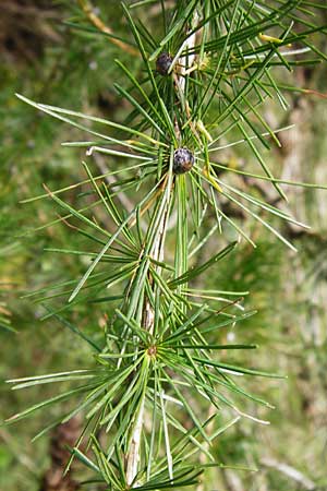 Larix decidua \ Europische Lrche / European Larch, D Pforzheim 27.9.2014