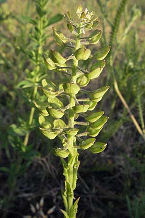 Lepidium campestre \ Feld-Kresse / Field Pepperwort, D Mannheim 12.5.2006