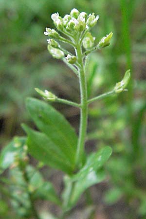 Lepidium campestre \ Feld-Kresse / Field Pepperwort, D Weinheim an der Bergstraße 20.6.2006