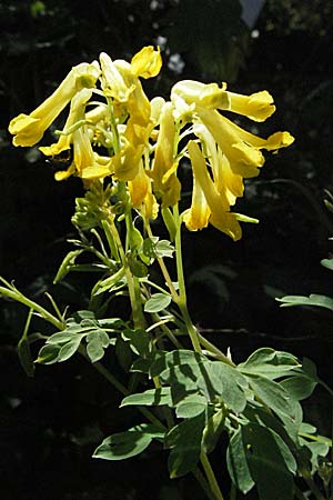 Corydalis lutea \ Gelber Lerchensporn / Yellow Corydalis, D Pforzheim 29.6.2006