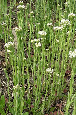 Lepidium campestre \ Feld-Kresse / Field Pepperwort, D Bruchsal 7.4.2007