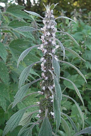 Leonurus cardiaca subsp. villosus \ Zottiges Echtes Herzgespann, Lwenschwanz, D Mörfelden-Walldorf 6.8.2007