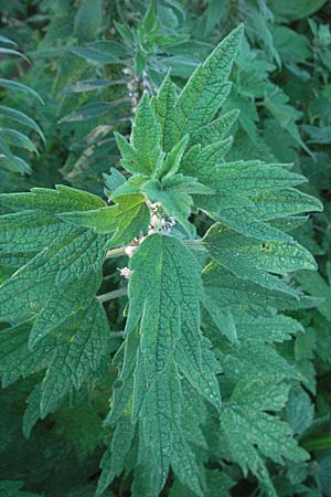 Leonurus cardiaca subsp. villosus \ Zottiges Echtes Herzgespann, Lwenschwanz / Motherwort, D Mörfelden-Walldorf 6.8.2007