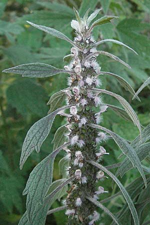 Leonurus cardiaca subsp. villosus \ Zottiges Echtes Herzgespann, Lwenschwanz / Motherwort, D Mörfelden-Walldorf 6.8.2007