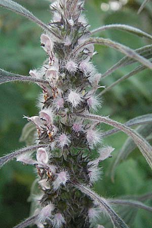 Leonurus cardiaca subsp. villosus \ Zottiges Echtes Herzgespann, Lwenschwanz / Motherwort, D Mörfelden-Walldorf 6.8.2007