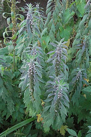 Leonurus cardiaca subsp. villosus \ Zottiges Echtes Herzgespann, Lwenschwanz / Motherwort, D Mörfelden-Walldorf 6.8.2007