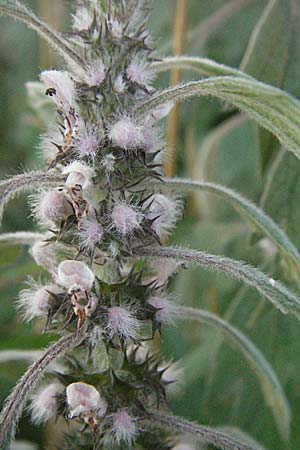 Leonurus cardiaca subsp. villosus \ Zottiges Echtes Herzgespann, Lwenschwanz / Motherwort, D Mörfelden-Walldorf 6.8.2007