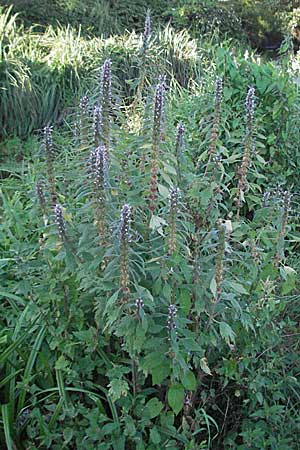 Leonurus cardiaca subsp. villosus \ Zottiges Echtes Herzgespann, Lwenschwanz / Motherwort, D Mörfelden-Walldorf 6.8.2007