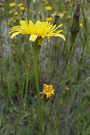 Leontodon autumnalis \ Herbst-Lwenzahn, D Babenhausen 11.8.2007