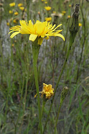 Scorzoneroides autumnalis \ Herbst-Schuppenlwenzahn / Autumn Hawkbit, Fall Dandelion, D Babenhausen 11.8.2007