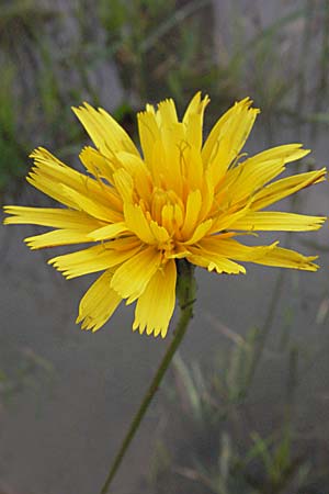 Scorzoneroides autumnalis \ Herbst-Schuppenlwenzahn / Autumn Hawkbit, Fall Dandelion, D Babenhausen 11.8.2007