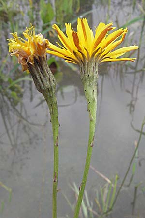 Scorzoneroides autumnalis \ Herbst-Schuppenlwenzahn / Autumn Hawkbit, Fall Dandelion, D Babenhausen 11.8.2007