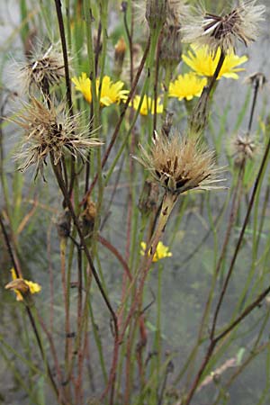 Scorzoneroides autumnalis \ Herbst-Schuppenlwenzahn, D Babenhausen 11.8.2007