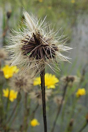 Scorzoneroides autumnalis \ Herbst-Schuppenlwenzahn, D Babenhausen 11.8.2007