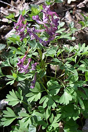 Corydalis solida, Fester Lerchensporn, Gefingerter Lerchensporn