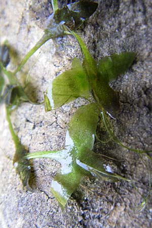 Lemna trisulca \ Dreifurchige Wasserlinse, D Karlsruhe 31.7.2008