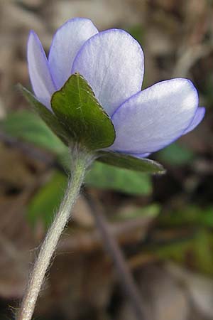 Hepatica nobilis \ Leberblmchen / Liverleaf, D Ingelheim 13.4.2009