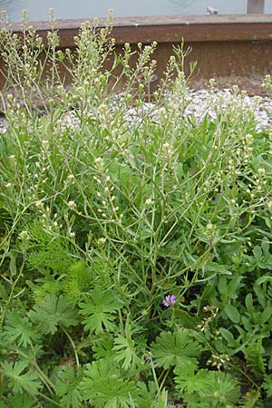 Lepidium ruderale \ Schutt-Kresse / Narrow-Leaved Pepperweed, Roadside Pepperweed, D Mannheim 3.5.2009