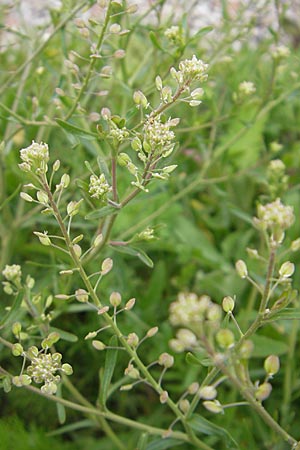 Lepidium ruderale \ Schutt-Kresse / Narrow-Leaved Pepperweed, Roadside Pepperweed, D Mannheim 3.5.2009