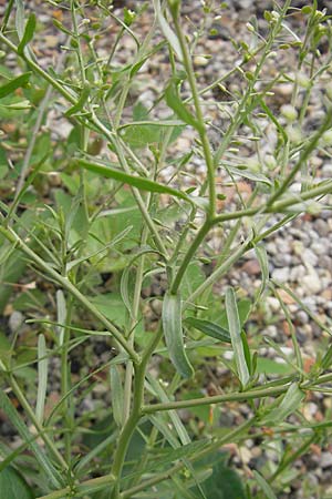 Lepidium ruderale \ Schutt-Kresse / Narrow-Leaved Pepperweed, Roadside Pepperweed, D Mannheim 3.5.2009