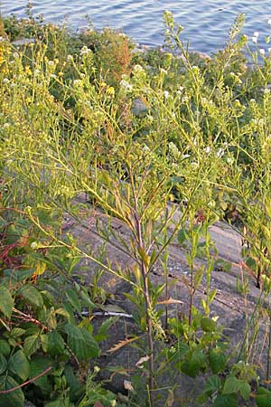 Lepidium virginicum \ Virginische Kresse, D Mannheim 16.6.2009