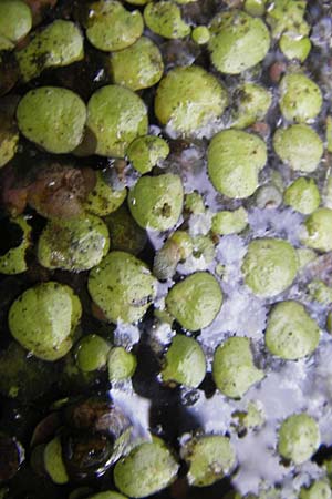 Lemna gibba \ Bucklige Wasserlinse / Gibbous Duckweed, D Groß-Gerau 21.10.2009