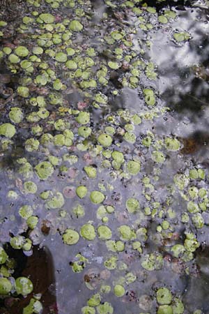 Lemna gibba \ Bucklige Wasserlinse / Gibbous Duckweed, D Groß-Gerau 21.10.2009