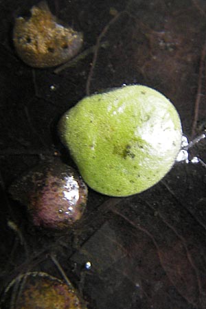 Lemna gibba \ Bucklige Wasserlinse / Gibbous Duckweed, D Groß-Gerau 21.10.2009