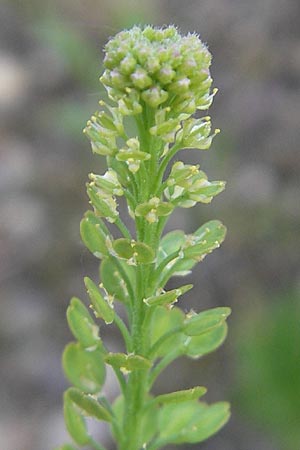 Lepidium densiflorum \ Dichtbltige Kresse / Common Pepperweed, D Heidelberg 21.6.2010