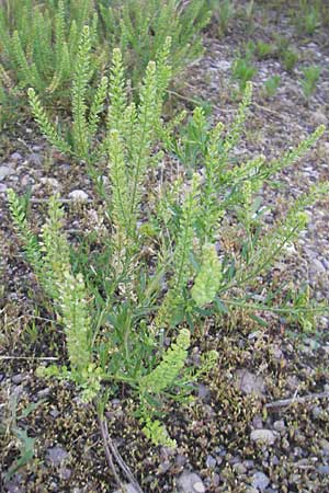 Lepidium densiflorum \ Dichtbltige Kresse / Common Pepperweed, D Heidelberg 21.6.2010