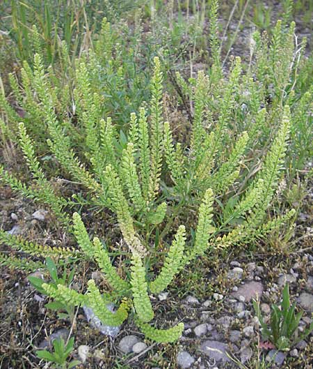 Lepidium densiflorum \ Dichtbltige Kresse / Common Pepperweed, D Heidelberg 21.6.2010